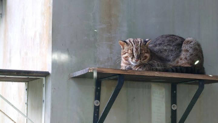 Tsushima Leopard Cat