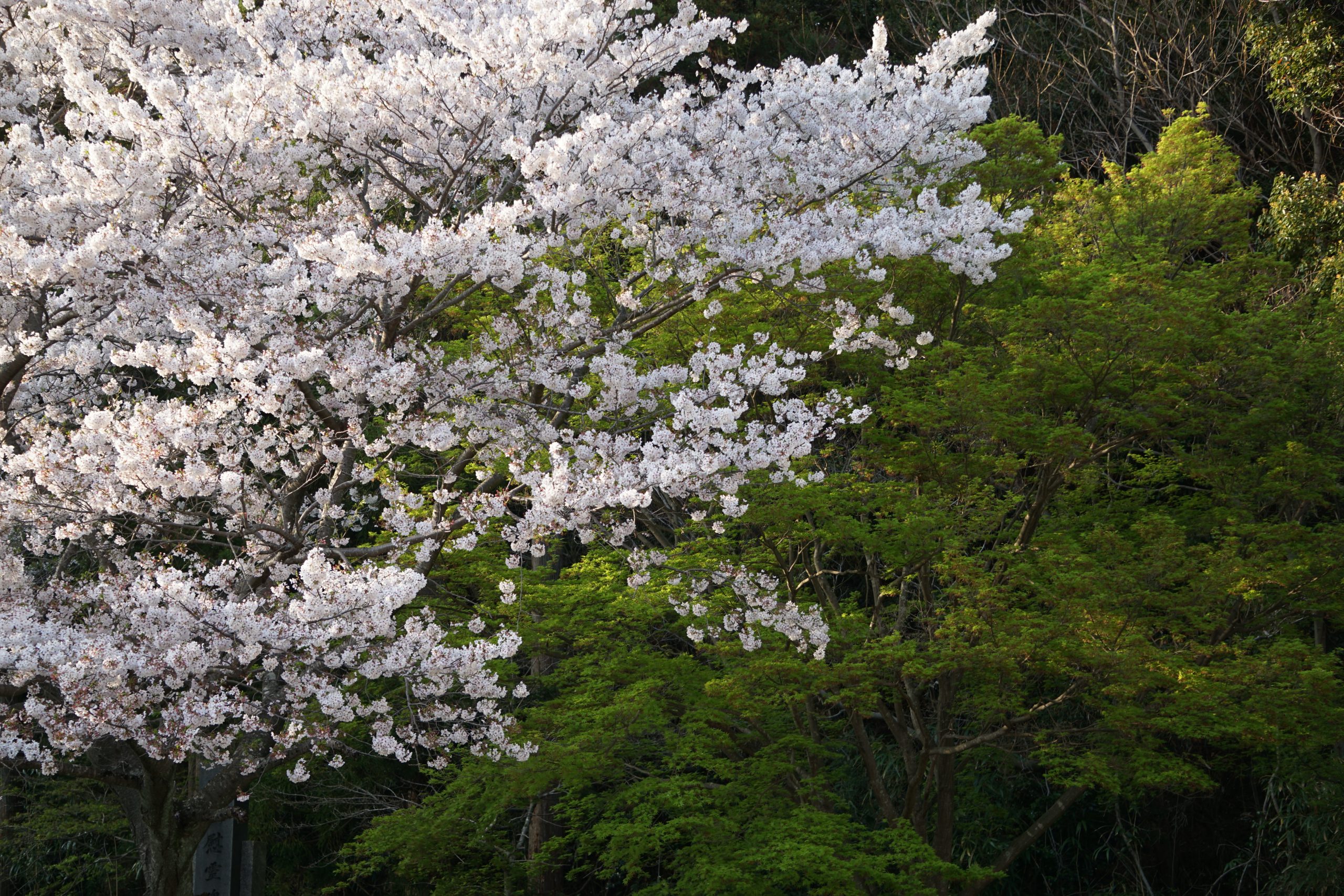 sakura tsushima