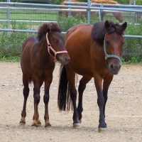 Taishu horse Taishu horse