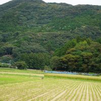Sago rice field Sago rice field